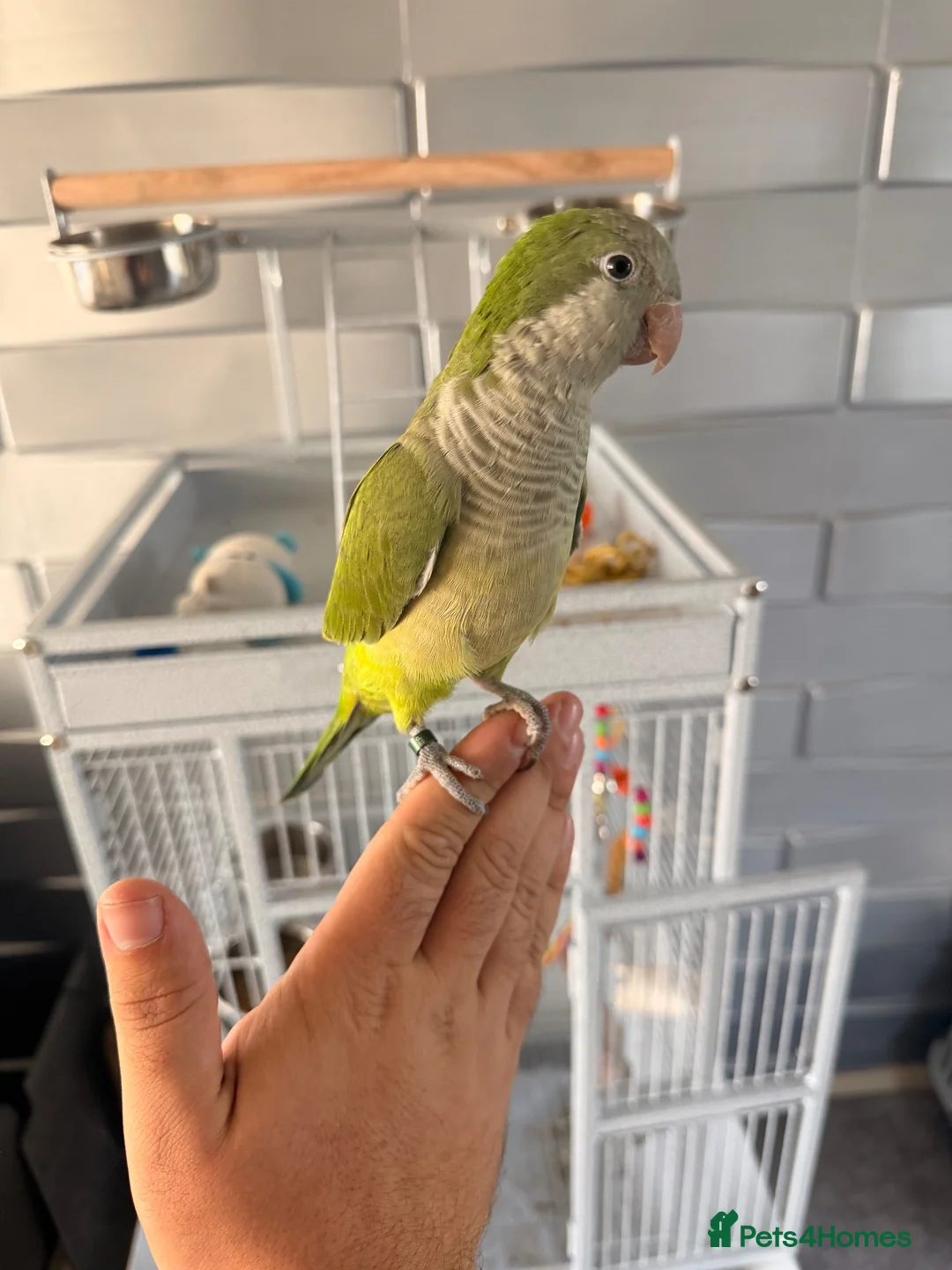 Parakeets birds for sale: Quaker parrot (6months old) in Worksop - Advert 2