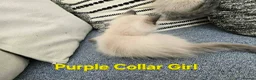 Ragdoll cats for sale: Beautiful ragdolls - Advert 9