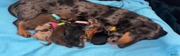 Miniature Dachshund dogs for sale: Miniature Dachshund Puppies - Advert 6