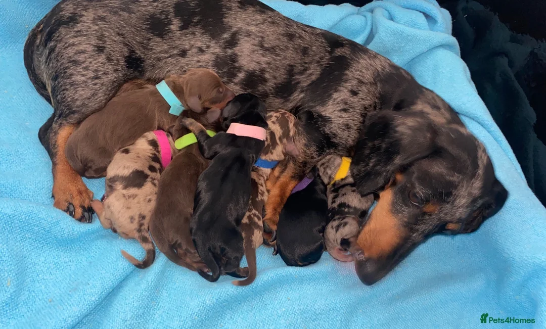 Miniature Dachshund dogs for sale: Miniature Dachshund Puppies - Advert 6