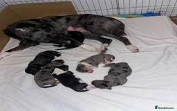 Mixed Breed dogs for sale: Border collie/Cocker Spaniel  - Image 19