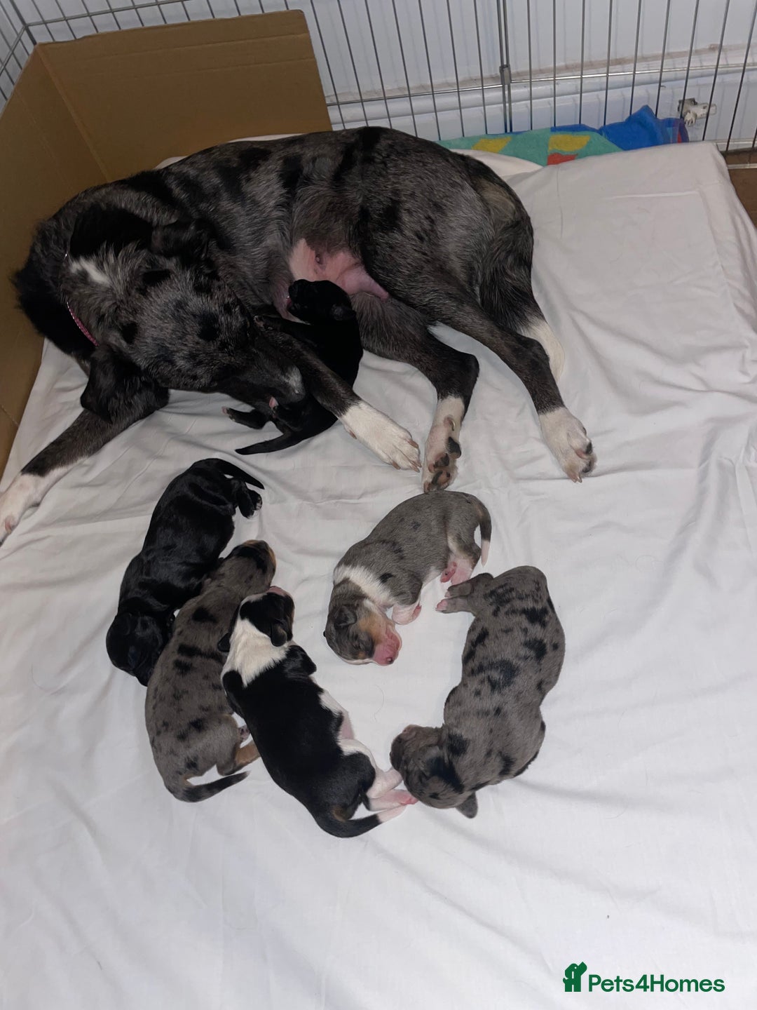 Mixed Breed dogs for sale: Border collie/Cocker Spaniel  - Image 19