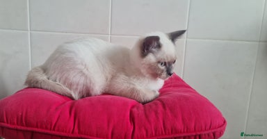 British Shorthair cats - Advert 10