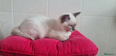British Shorthair cats - Advert 9