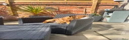 English Bulldog dogs for stud: Trafford- Mystyle Keane  - Advert 3