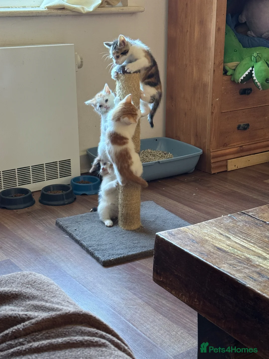 Mixed Breed cats for sale: 4 kittens now looking for homes.  - Advert 6