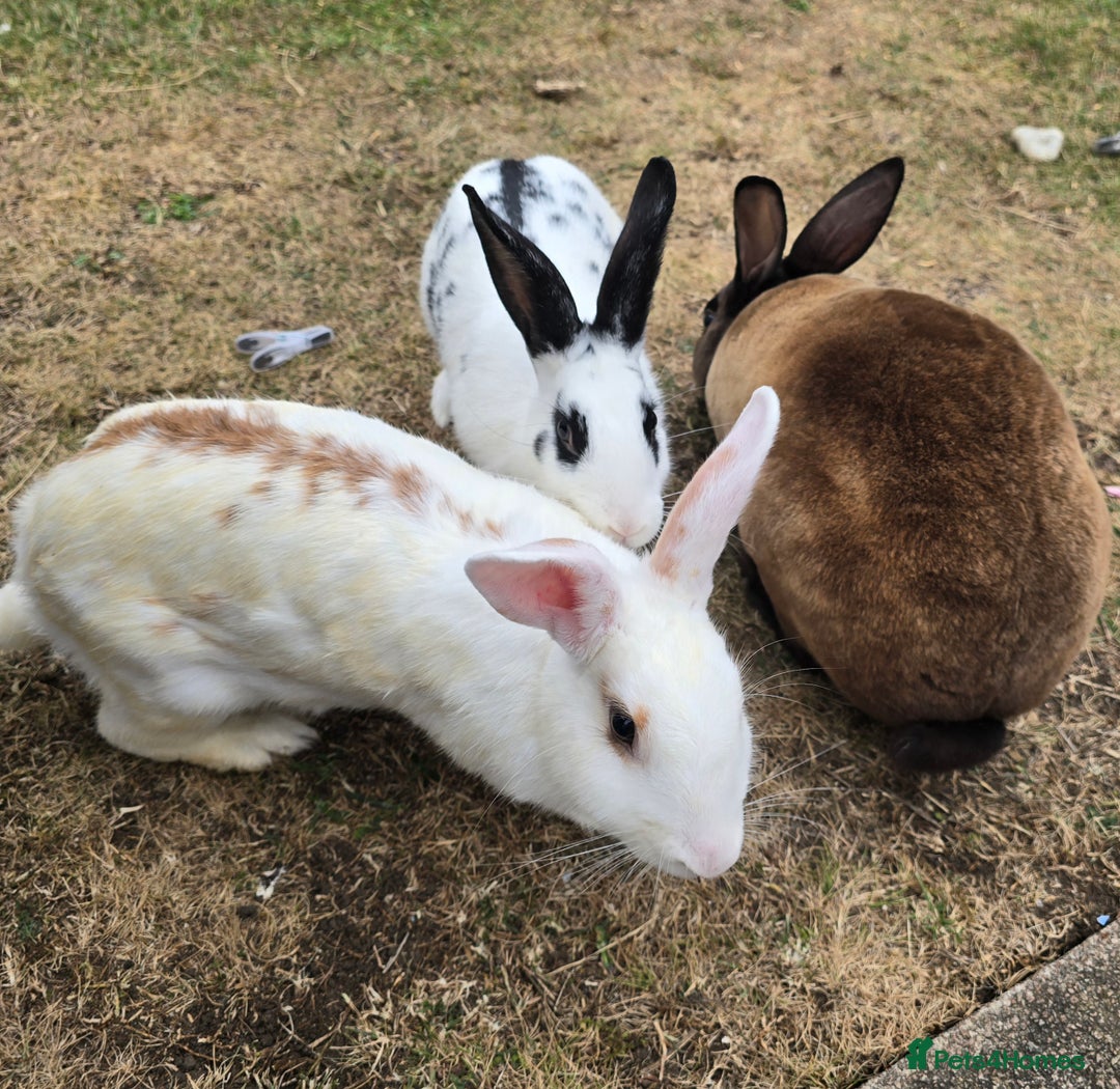 Chinchilla rabbits for sale: No more; it's finished  in Luton - Image 10