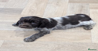 Cocker Spaniel dogs - Advert 8