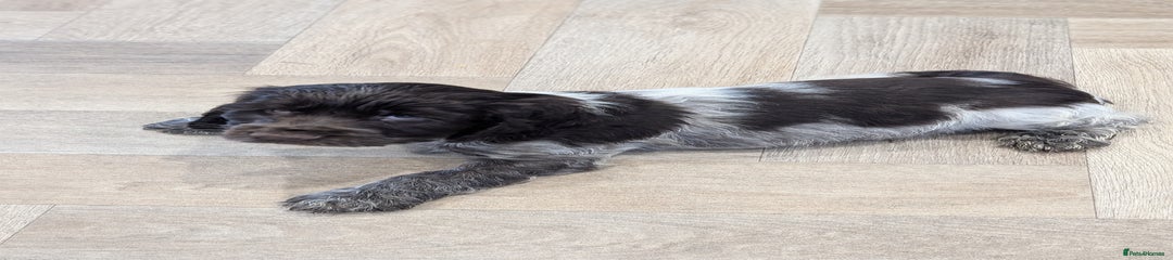 Cocker Spaniel Puppy 3