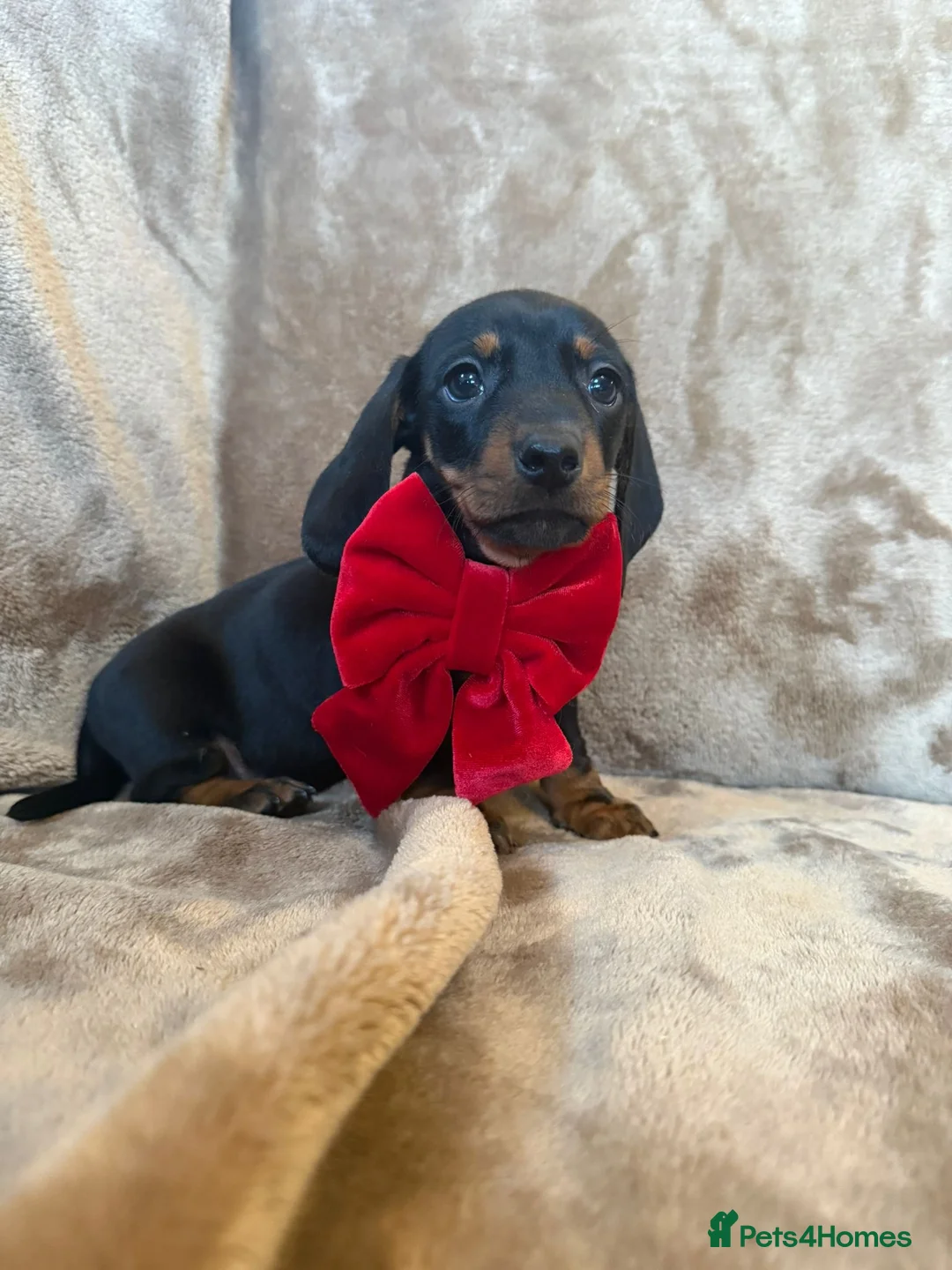 Miniature Dachshund dogs for sale: KC Reg TINY Miniatures from Kaninchen parents  - Advert 2