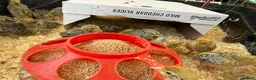 Quail poultry for sale: Jumbo Japanese Coturnix Quail Chicks  in Birmingham - Advert 5