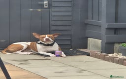 Mixed Breed dogs for sale: MALE FOR REHOMING - Image 3