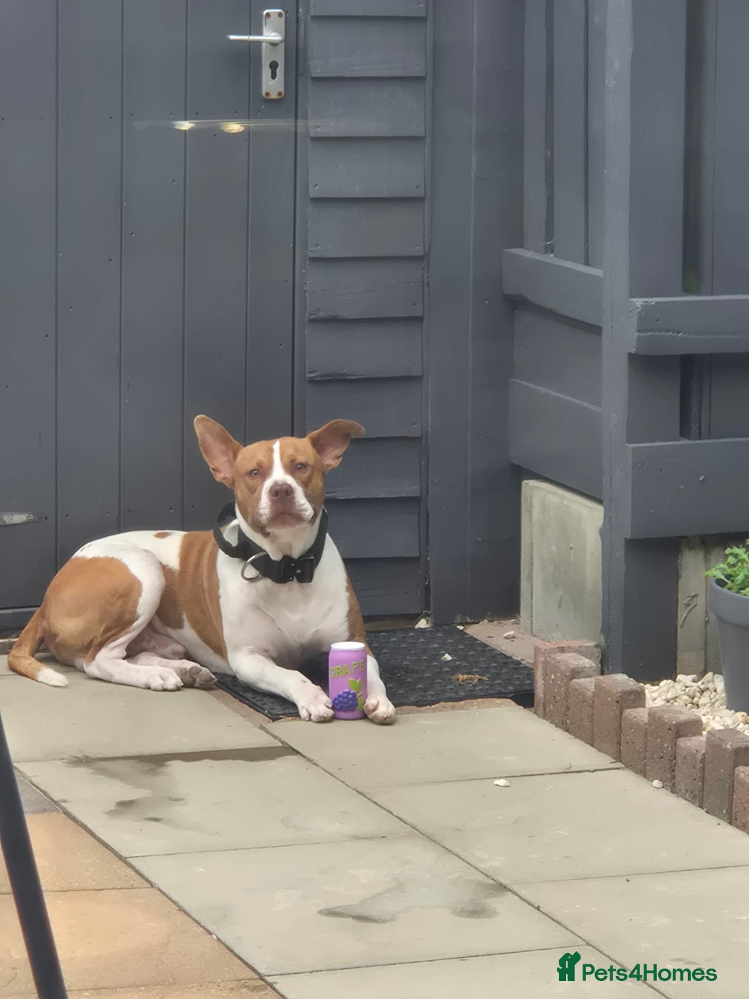 Mixed Breed dogs for sale: MALE FOR REHOMING - Image 3