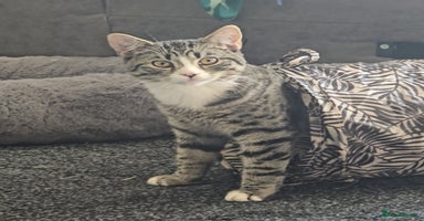 Mixed Breed cats - Advert 6