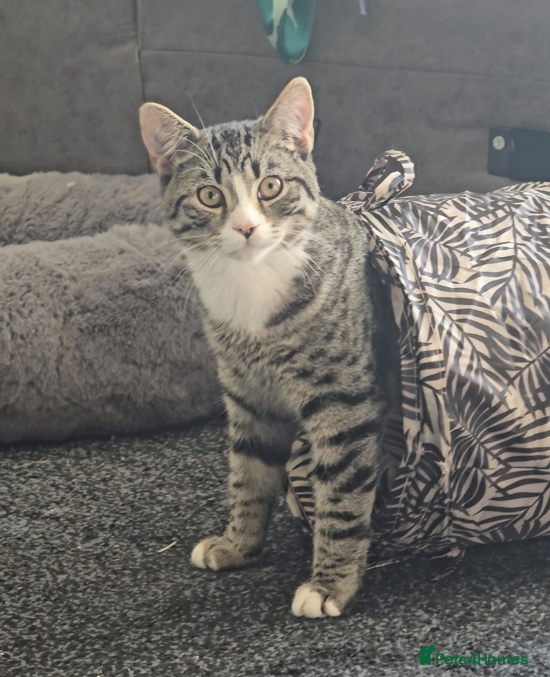 Mixed Breed cats for sale: 10 month old tabby kitten/cat  - Image 3