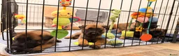 Belgian Shepherd Dog dogs for sale: Beautiful KC Registered Belgian Malinois Puppies - Advert 14