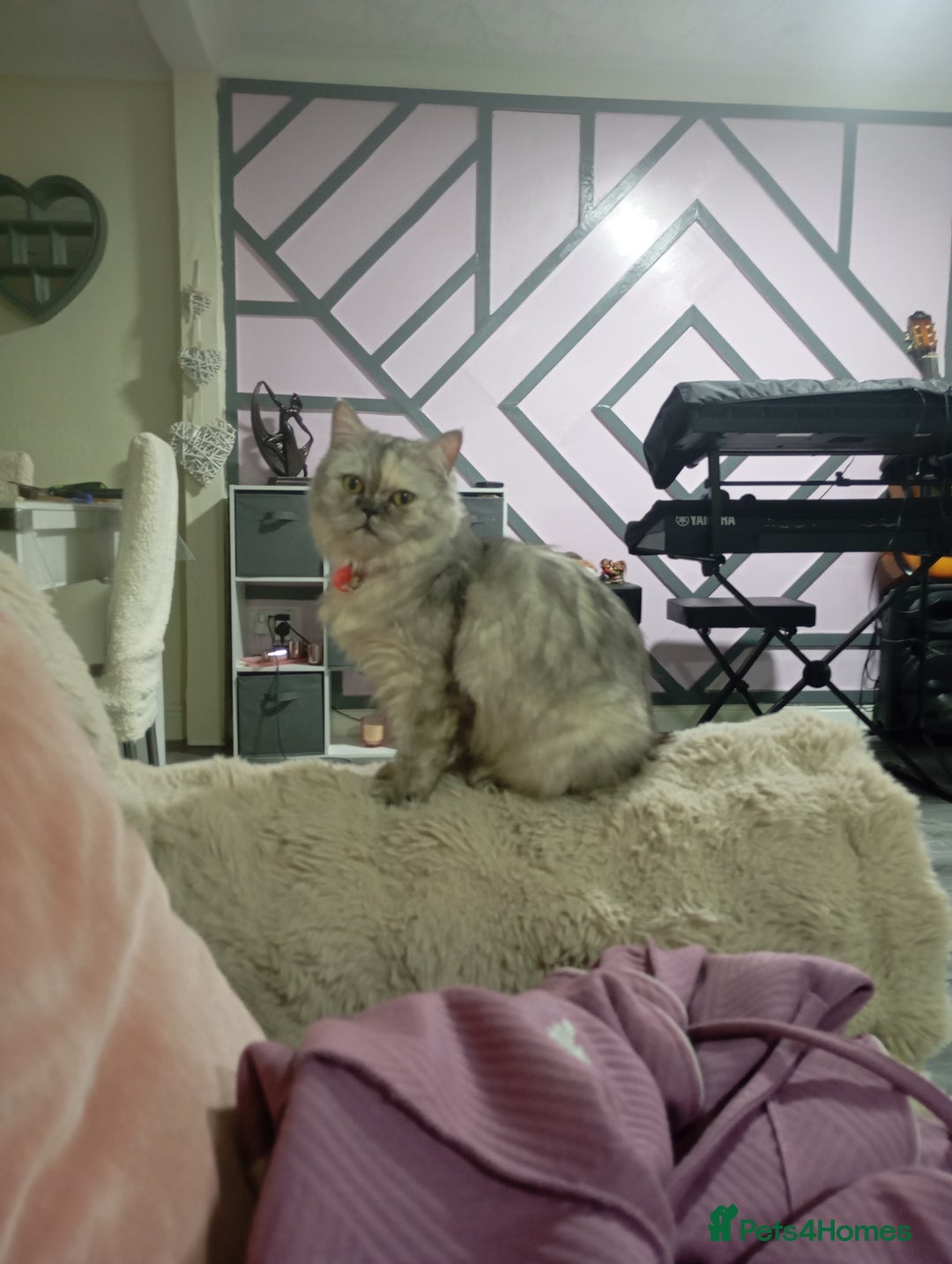 Persian cats for sale: Grey Persian Female Kitten  - Advert 4