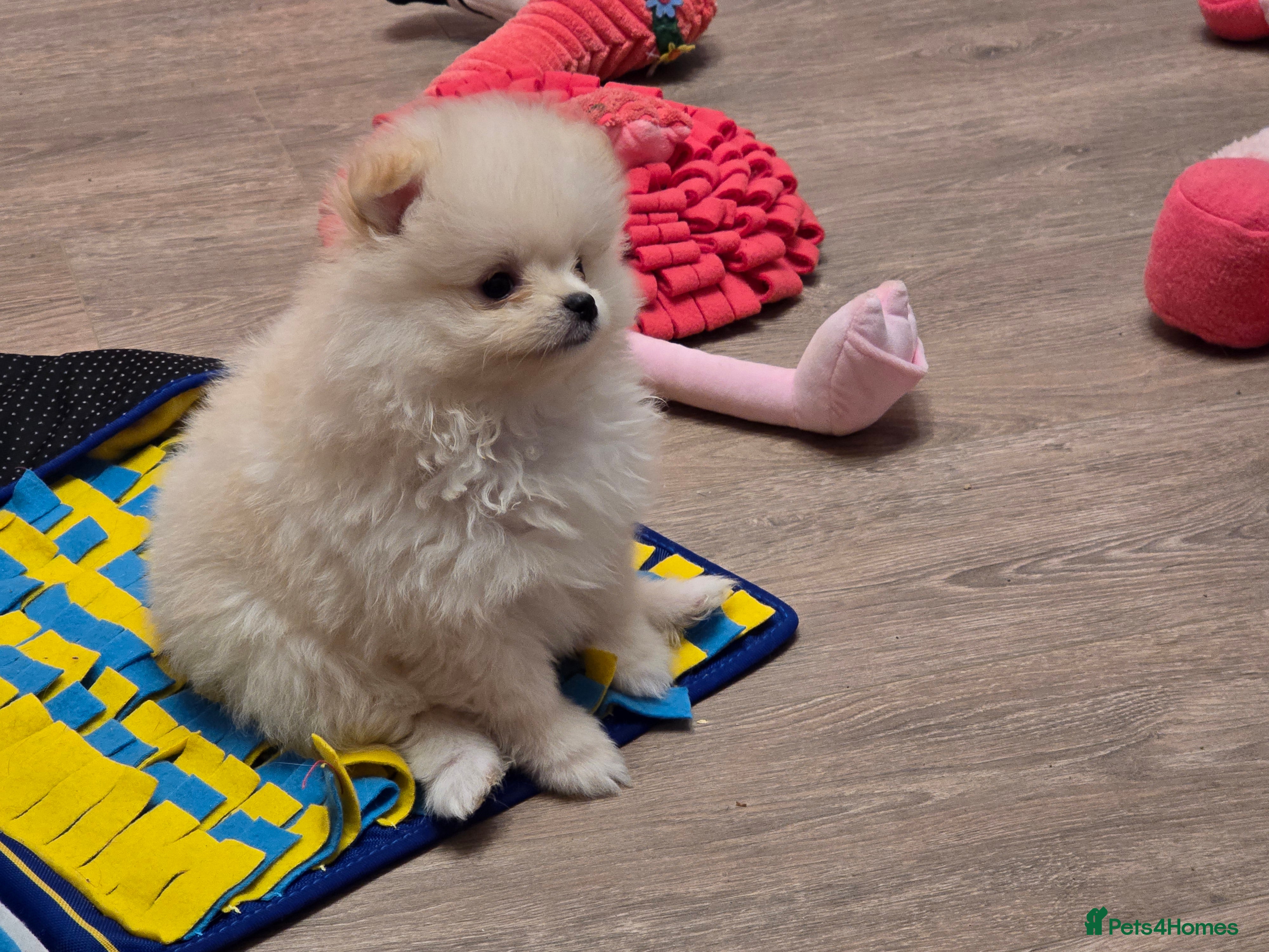 Pomeranian dogs Gorgeous KC White Pomeranians - Advert 1