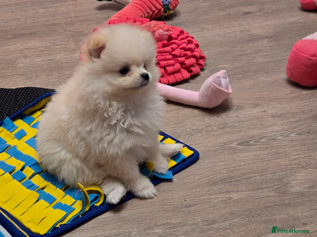 Pomeranian dogs for sale: Gorgeous KC White Pomeranians - Advert 11
