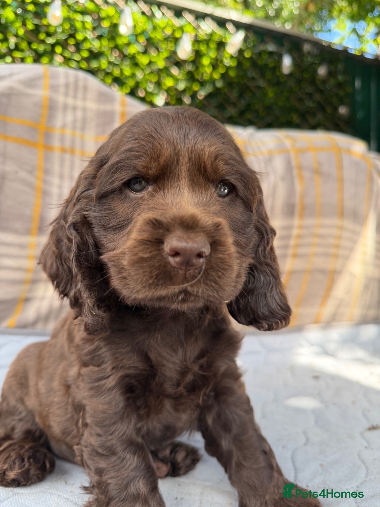 Cocker Spaniel dogs READY SOON🐾 EASTDRAY X SIMBAWOOD🐾 3 GIRLS 3 BOYS - Advert 2