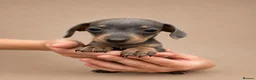 Miniature Dachshund dogs for sale: Stunning Miniature Dachshund Puppies - Advert 4