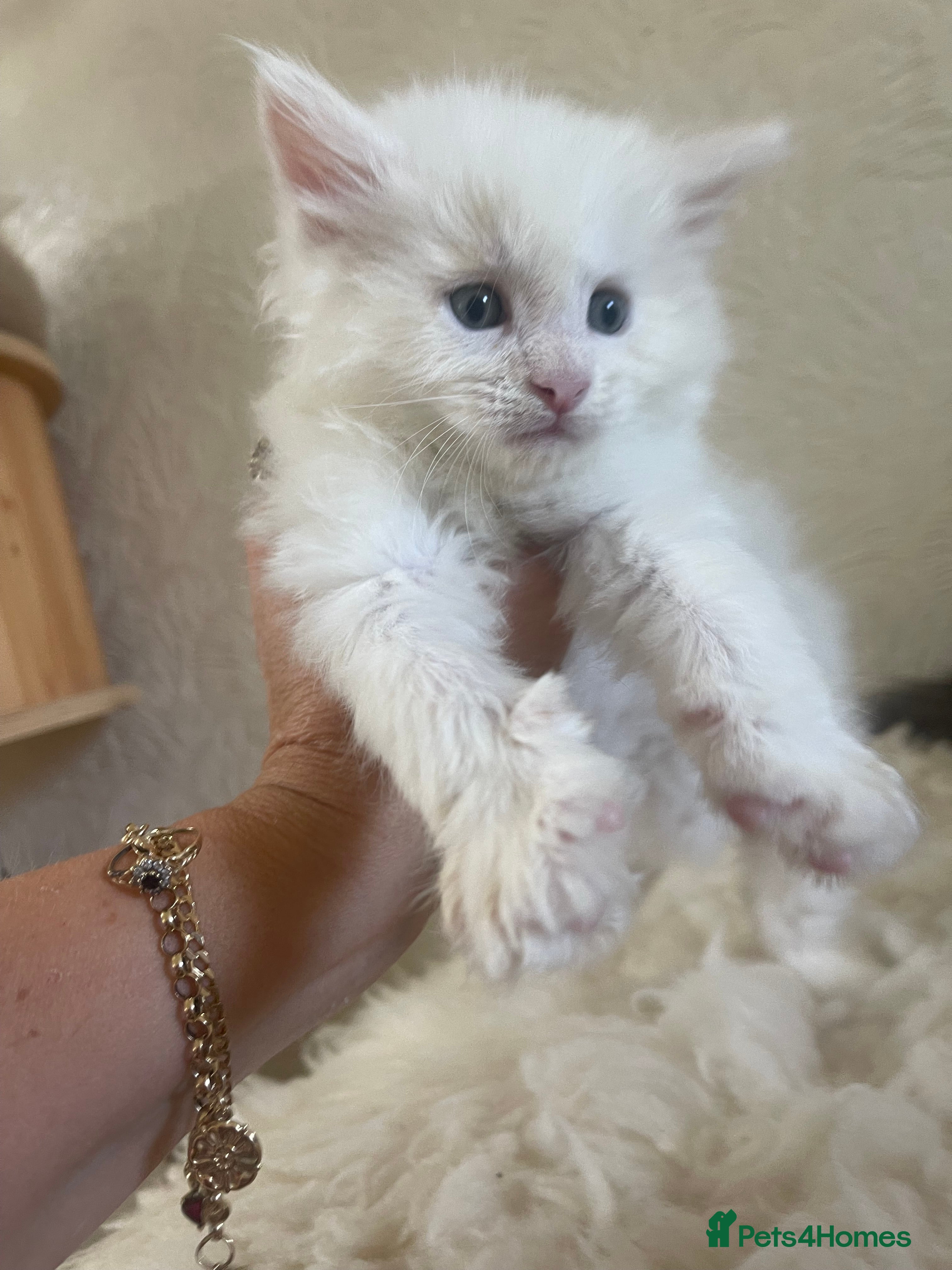 Maine Coon cats for sale: Maine Coon boy - Advert 6