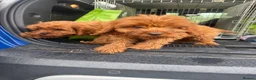 Cavapoo dogs for sale: cavapoo puppies  in Reading - Advert 11