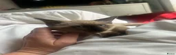 Siamese cats for sale: Stunning Siamese girl ready for new lap  - Advert 4