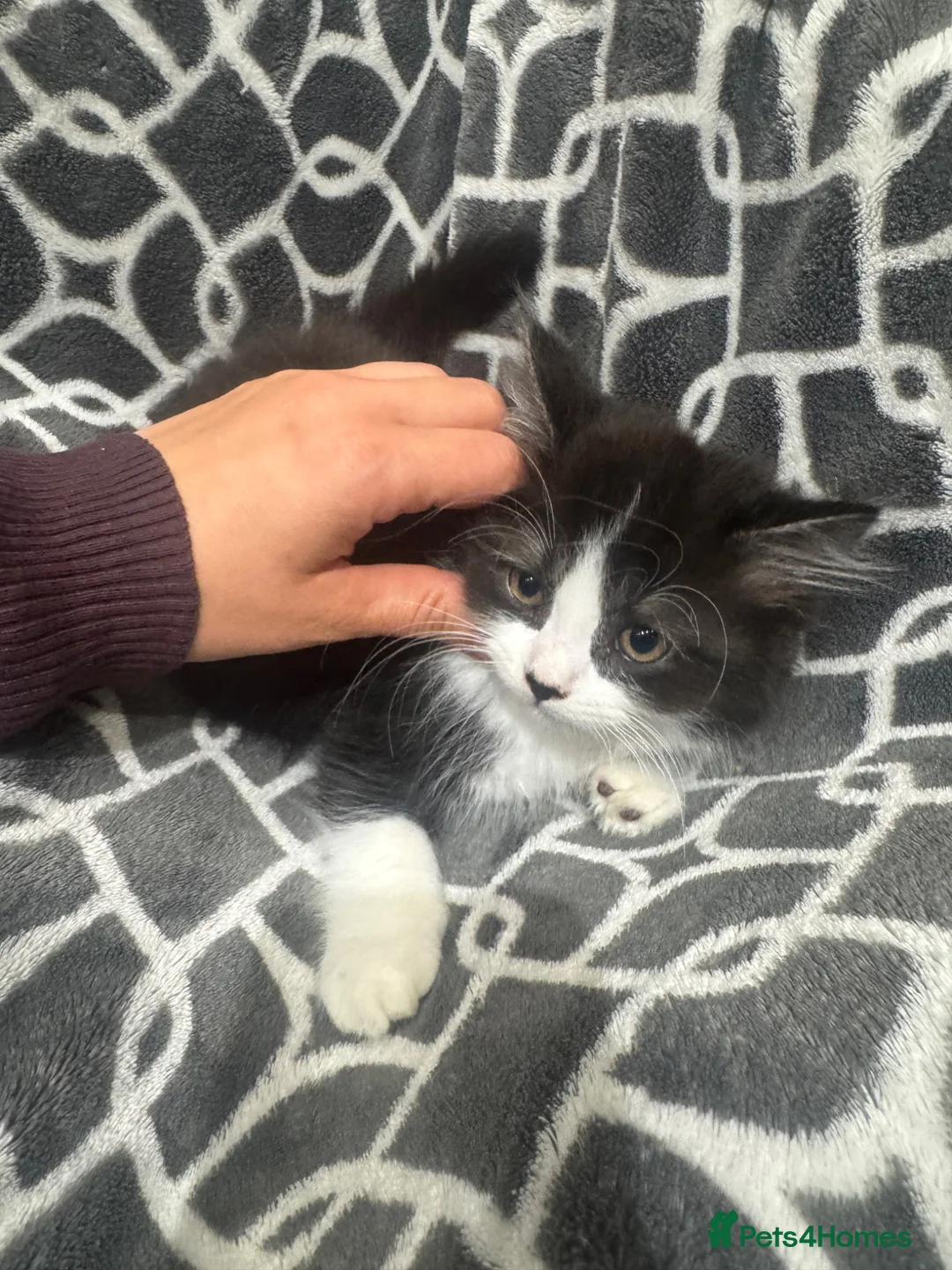 Mixed Breed cats for sale: Half British short kitten  - Advert 2