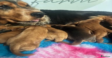 Cockapoo dogs - Advert 4