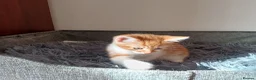 Mixed Breed cats for sale: Wonderful Kittens🥰🥰🥰 - Advert 9