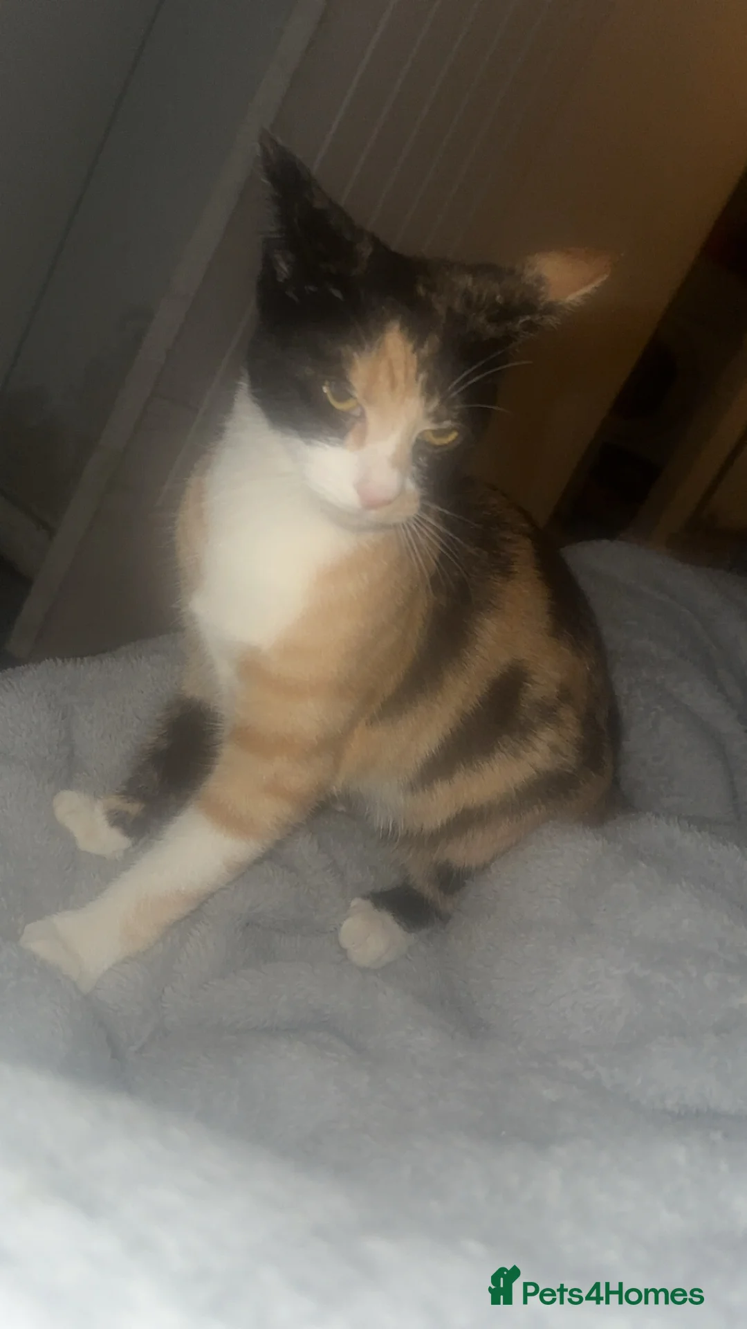 Domestic Shorthair cats for sale: Beautiful kittens looking for loving home  in Tilbury - Advert 2