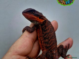 Bearded Dragon reptiles Bearded dragon Holdback release at HT exotics! - Advert 5