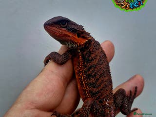 Bearded Dragon reptiles Bearded dragon Holdback release at HT exotics! - Advert 5