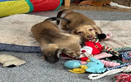 Miniature Dachshund dogs for sale: Gorgeous shaded cream boy and girl - Image 9