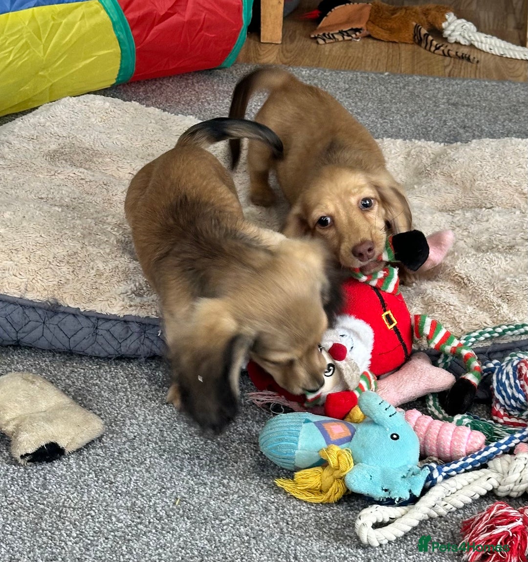 Miniature Dachshund dogs for sale: Gorgeous shaded cream boy and girl - Image 9