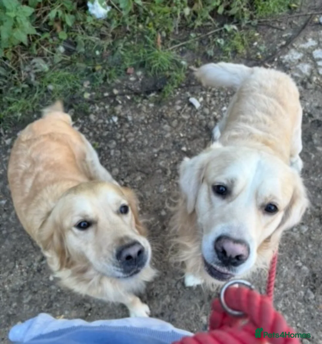 Golden Retriever dogs for sale: *2 left* gorgeous golden retrievers  - Advert 7