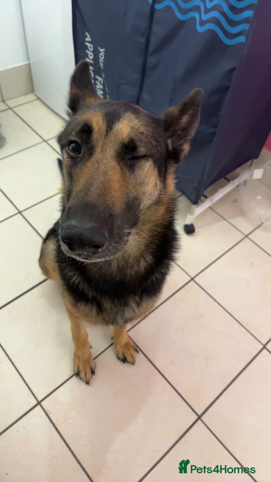 Mixed Breed dogs Beautiful German Shepherd  - Advert 1