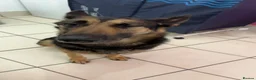 Mixed Breed dogs for sale: Beautiful German Shepherd  - Advert 1