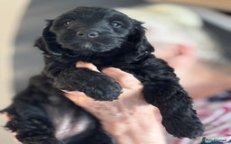 Cockapoo dogs for sale: Licensed Breeder for peace of mind  - Image 13