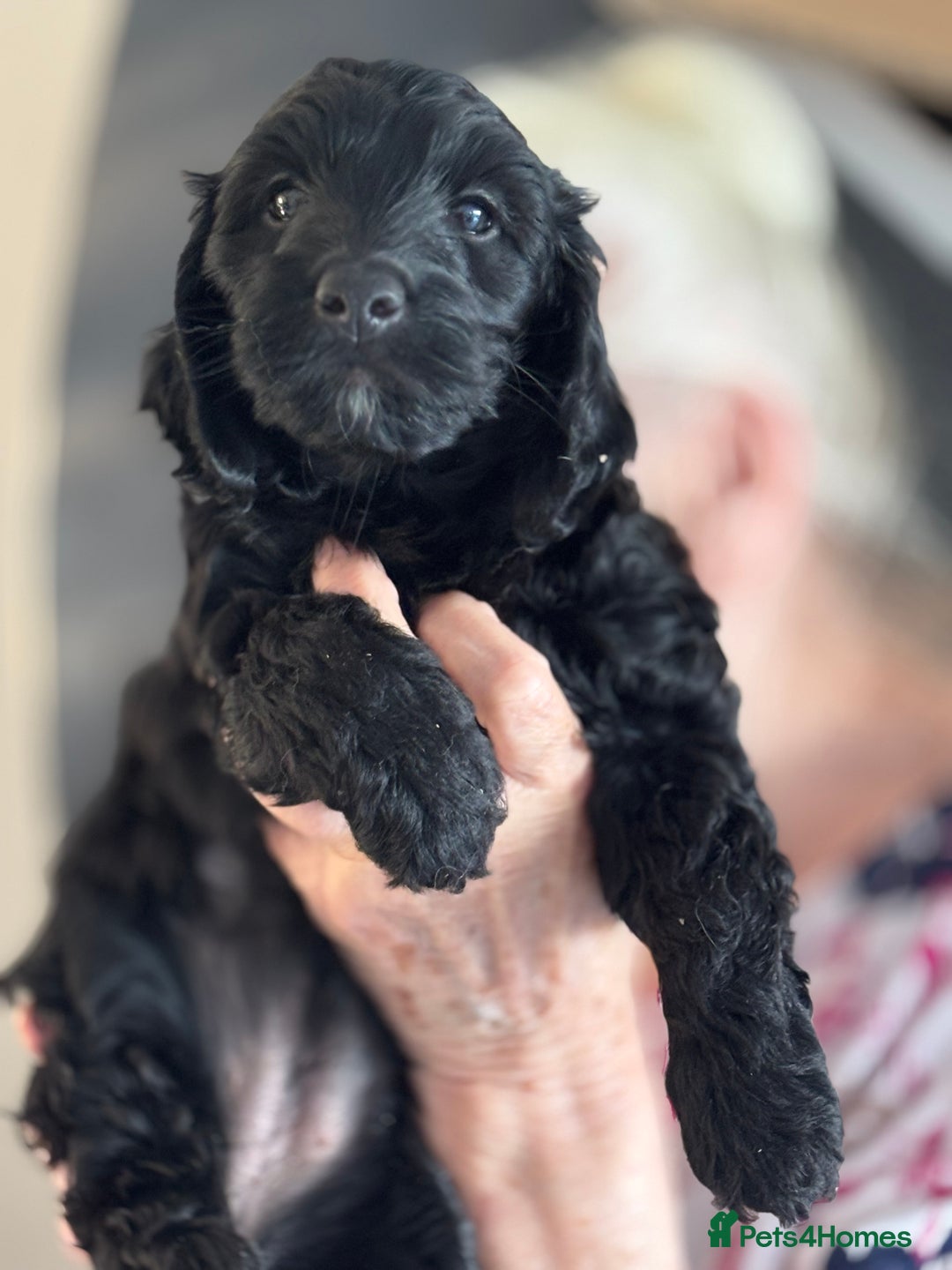 Cockapoo dogs for sale: Licensed Breeder for peace of mind  - Image 13