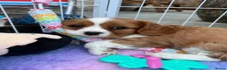 Cavalier King Charles Spaniel dogs for sale: Extensively Health Tested Cavilier King Charles - Advert 6