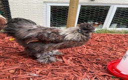 Mixed Breed birds for sale: Silkie Cockerel 16 weeks old  - Image 1