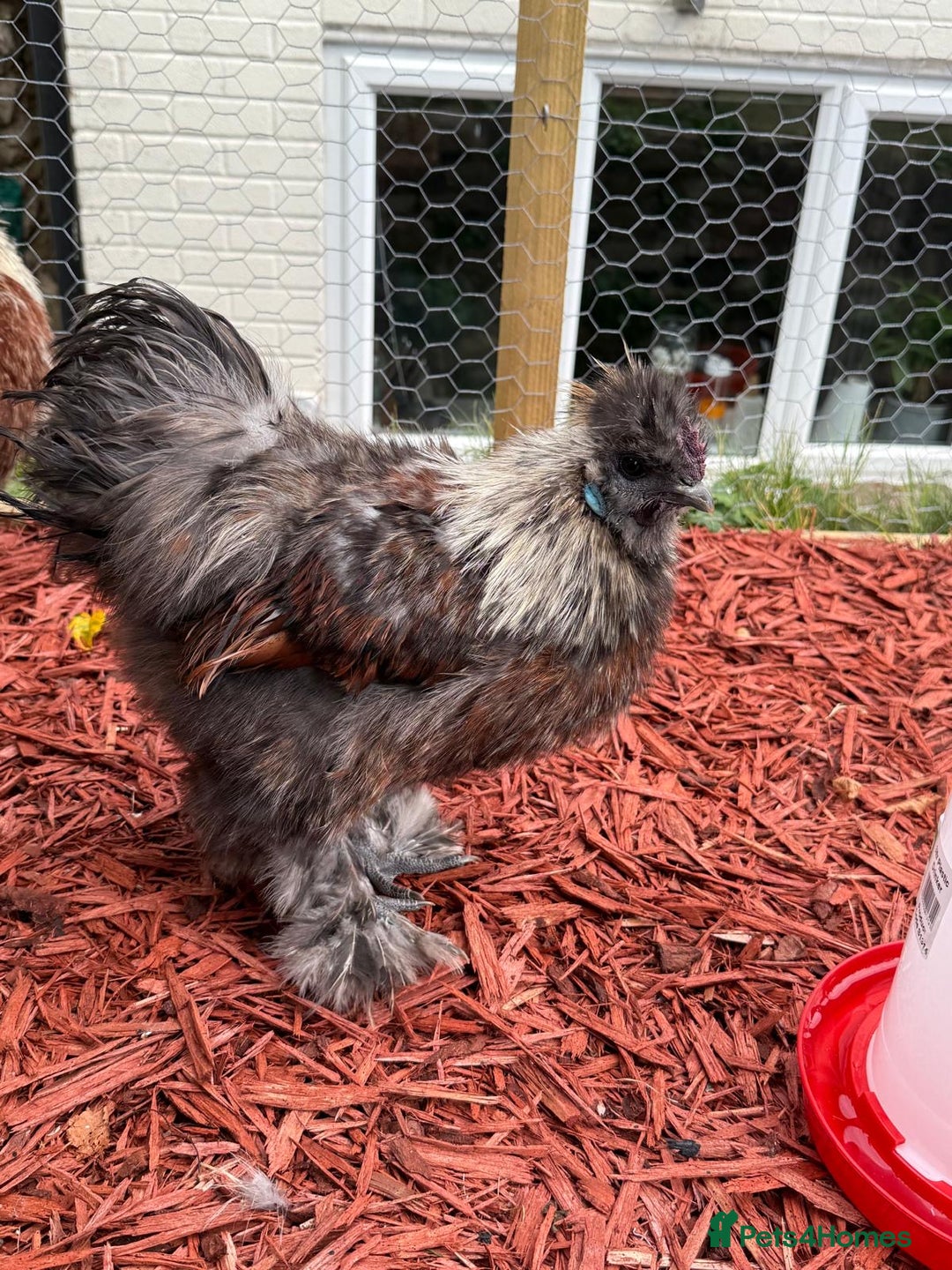 Mixed Breed birds for sale: Silkie Cockerel 16 weeks old  - Image 1