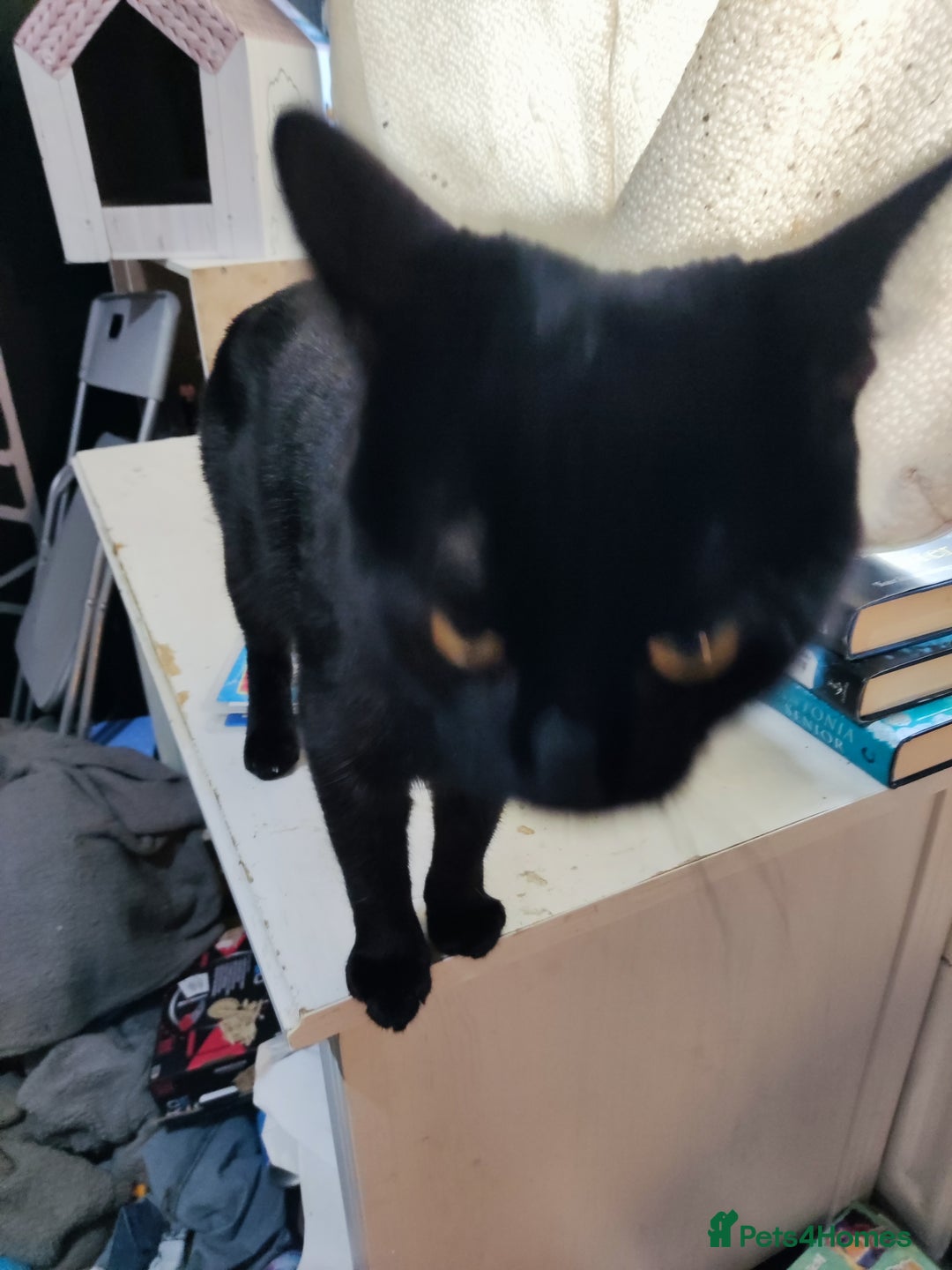 Mixed Breed cats for sale: Male cat - Image 1