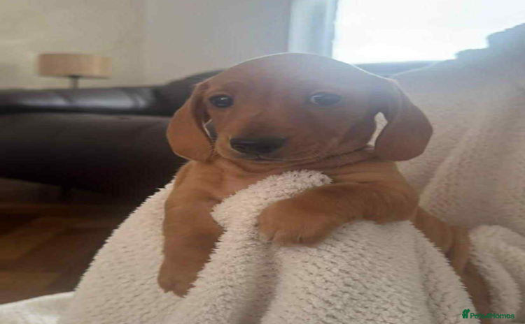 Miniature Dachshund dogs - Advert 12