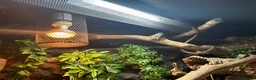 Corn Snake reptiles for sale: Corn snake + full Vivarium setup  in Alva - Advert 10