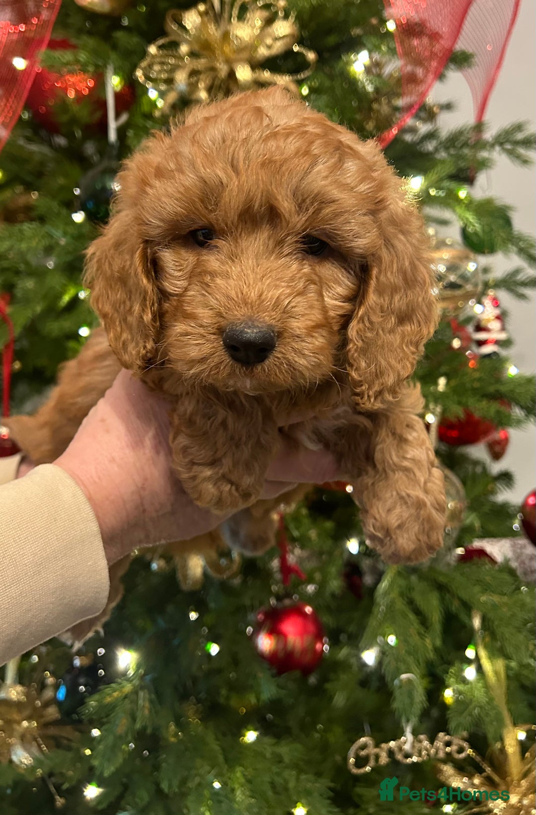 Cockapoo dogs for sale: 🐕‍🦺🐶ADORABLE COCKAPOO 🐶 🐕‍🦺 - Advert 25