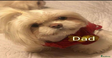 Shih Tzu dogs - Advert 6