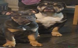 English Bulldog dogs for sale: English Bulldogs excellent pedigree - Image 4